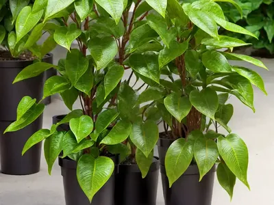 Chinese Evergreen Spicebush (Lindera Fragrans)