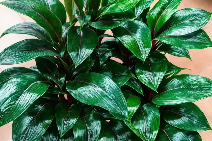 Chinese evergreens (aglaonema commutatum ‘lady valentine’) — photo 2