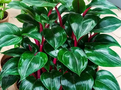 Chinese Evergreens (Aglaonema Commutatum ‘lady Valentine’)