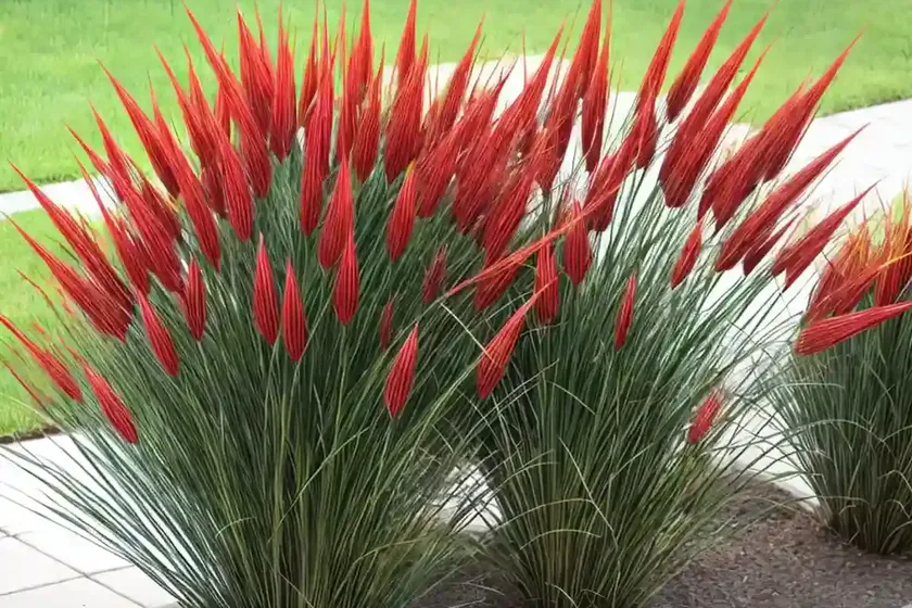 Chinese fountain grass (cenchrus alopecuroides) — photo 2