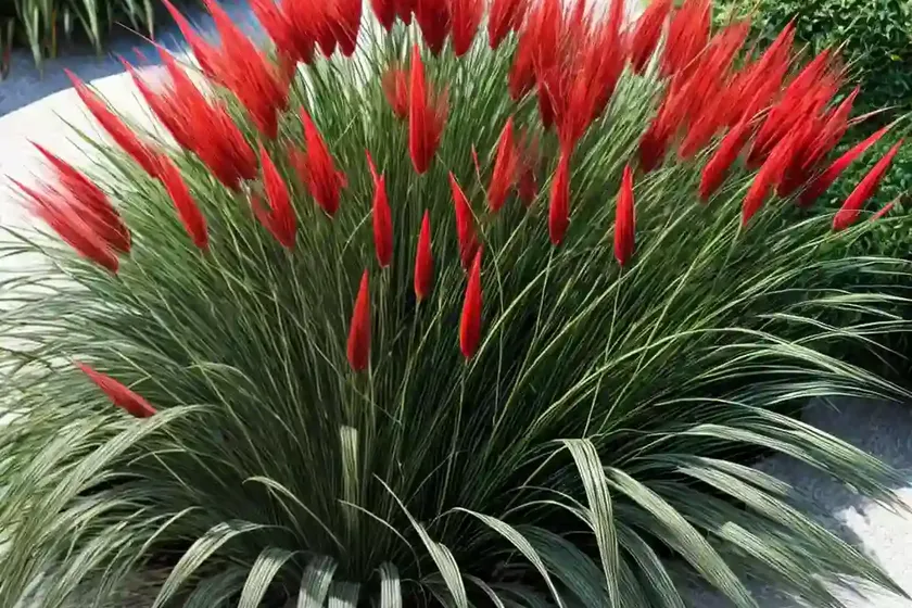 Chinese fountain grass (cenchrus alopecuroides) — photo 3