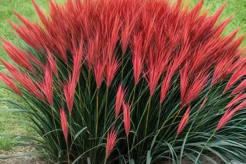 Chinese fountain grass (cenchrus alopecuroides)