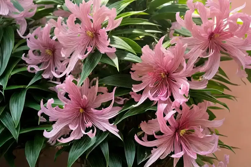 Chinese fringe flower (loropetalum chinense)
