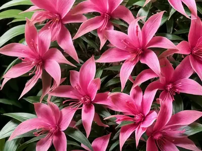 Chinese Fringe-flower (Loropetalum Chinense F. Rubrum ‘Zhuzhou Fuchsia’)