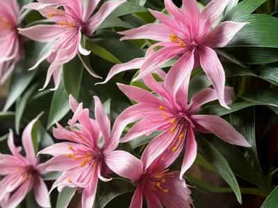 Chinese Fringe-flower (Loropetalum Chinense ‘Pizazz’)
