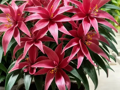 Chinese Fringe-flower (Loropetalum Chinense ‘Rubrum’)