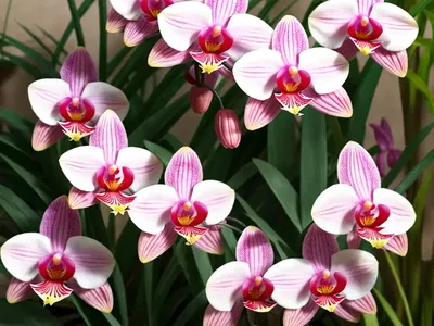 Chinese Ground Orchid (Bletilla Striata ‘Albostriata’)