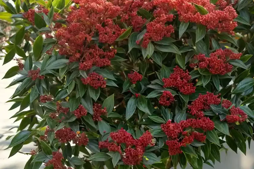 Chinese hawthorn (photinia serratifolia) — photo 3
