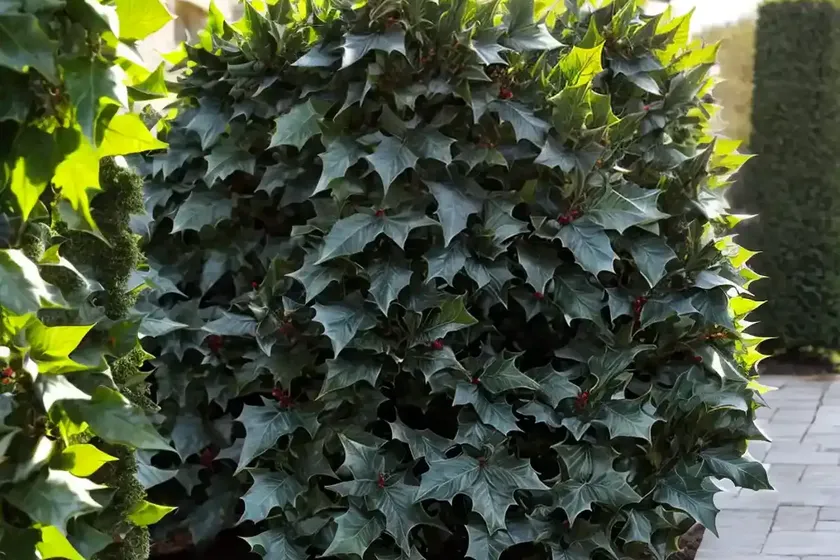 Chinese holly (ilex cornuta ‘dwarf burford’) — photo 2