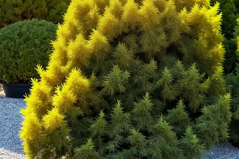 Chinese juniper (juniperus chinensis ‘mac’s golden’) — photo 2