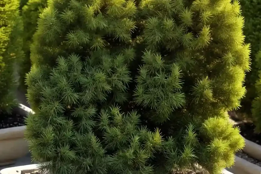 Chinese juniper (juniperus chinensis ‘mac’s golden’) — photo 3