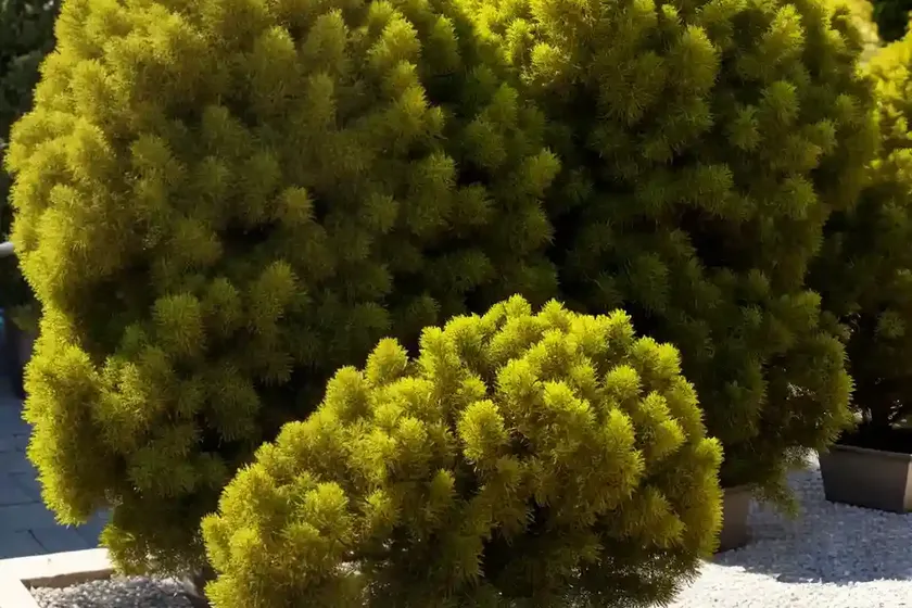 Chinese juniper (juniperus chinensis ‘mac’s golden’)