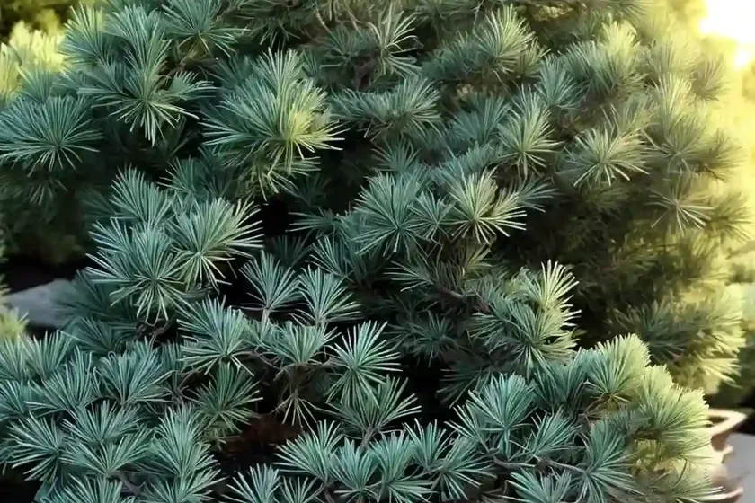 Chinese juniper (juniperus x pfitzeriana ‘sea green’) — photo 2