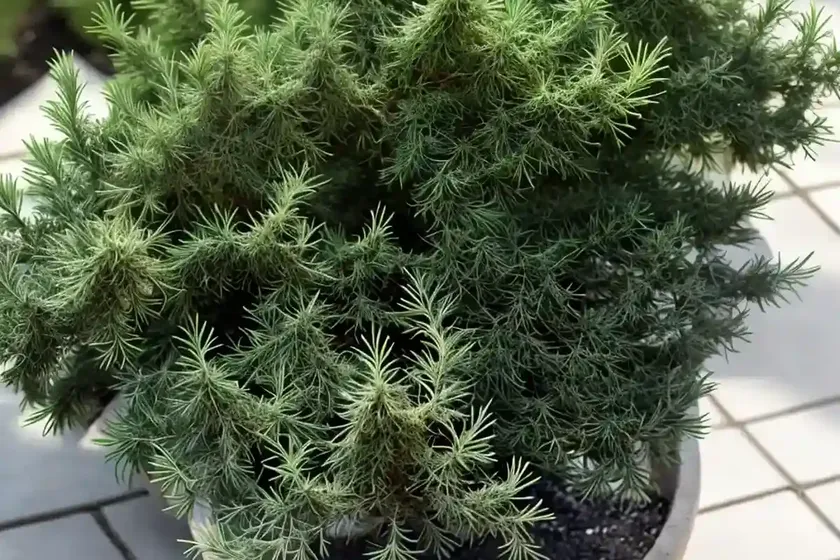 Chinese juniper (juniperus x pfitzeriana ‘sea green’) — photo 3