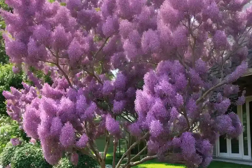 Chinese lilac (syringa x chinensis ‘red rothomagensis’) — photo 2