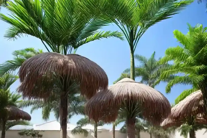 Chinese palm fan (livistona chinensis) — photo 3