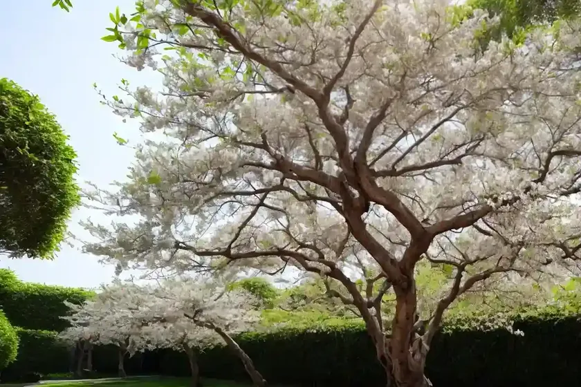 Chinese perfume tree (aglaia odorata) — photo 2