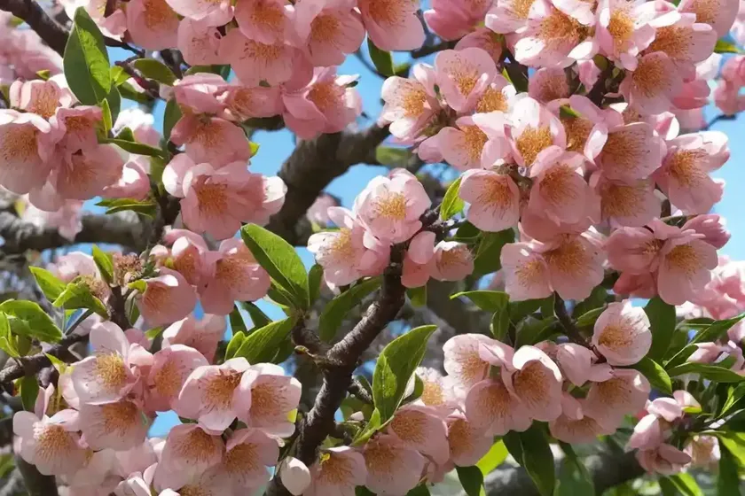 Chinese plum (prunus glandulosa) — photo 2