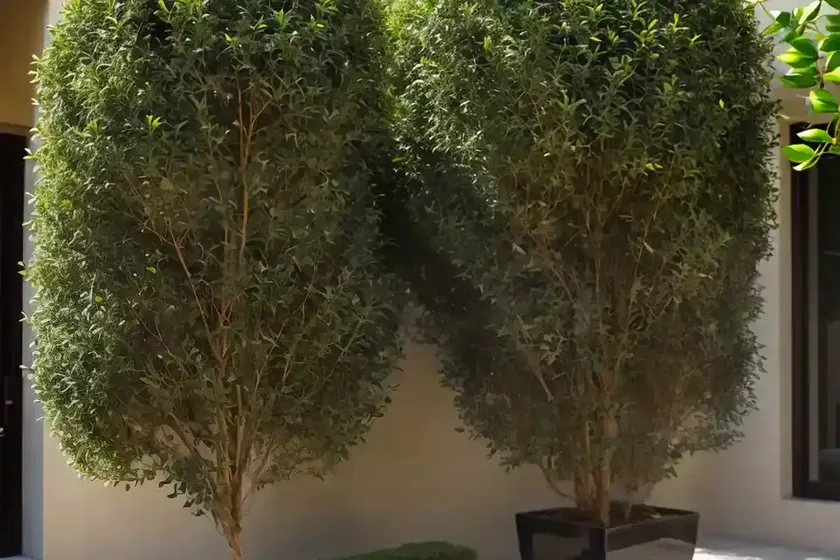 Chinese privet (ligustrum sinense) — photo 2