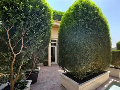Chinese Privet (Ligustrum Sinense)