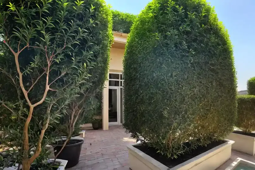 Chinese privet (ligustrum sinense)