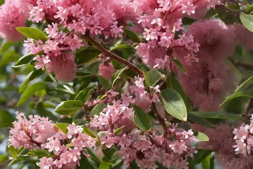 Chinese sweet plum (sageretia theezans) — photo 2