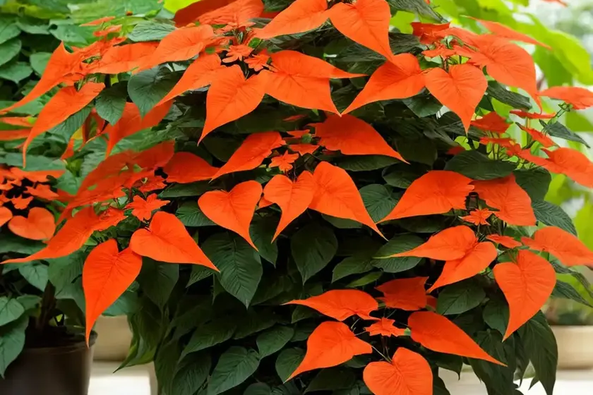 Chinese trumpet creeper (campsis grandiflora) — photo 2