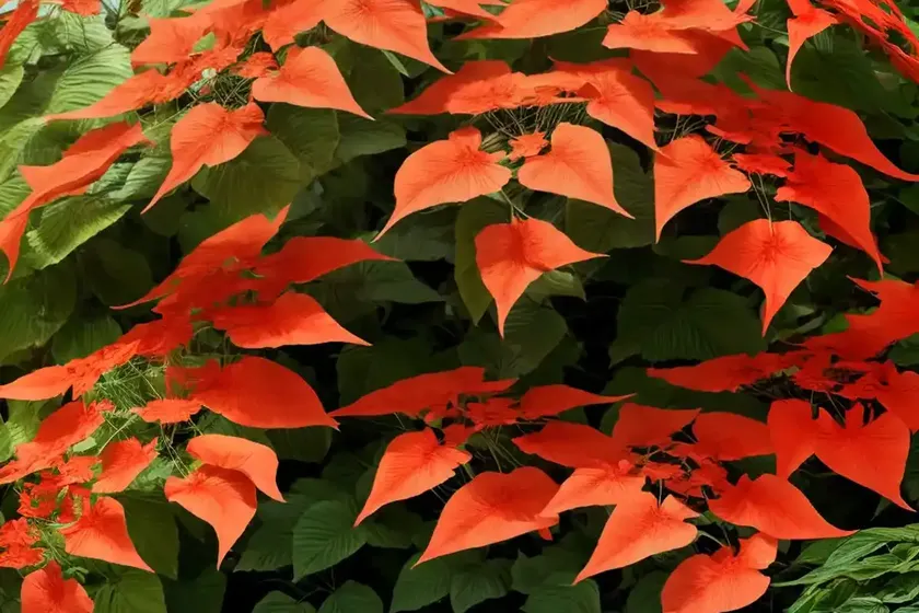 Chinese trumpet creeper (campsis grandiflora) — photo 3