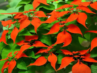 Chinese Trumpet Creeper (Campsis Grandiflora)