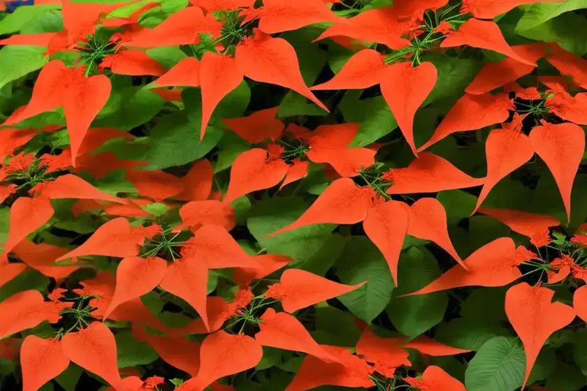 Chinese trumpet creeper (campsis grandiflora ‘morning calm’) — photo 2