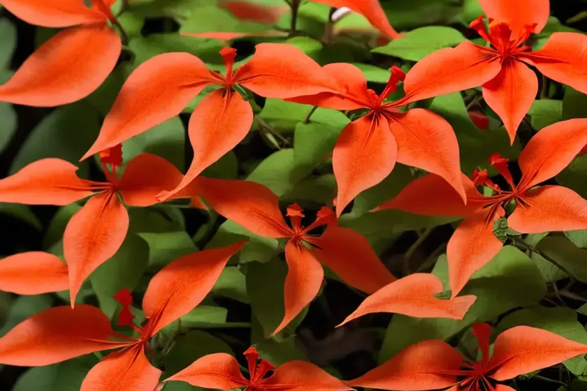 Chinese trumpet creeper (campsis grandiflora ‘morning calm’) — photo 3