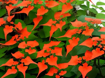Chinese Trumpet Creeper (Campsis Grandiflora ‘Morning Calm’)