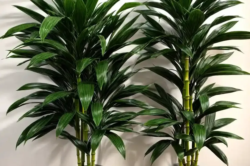 Chinese water bamboo (dracaena sanderiana) — photo 2