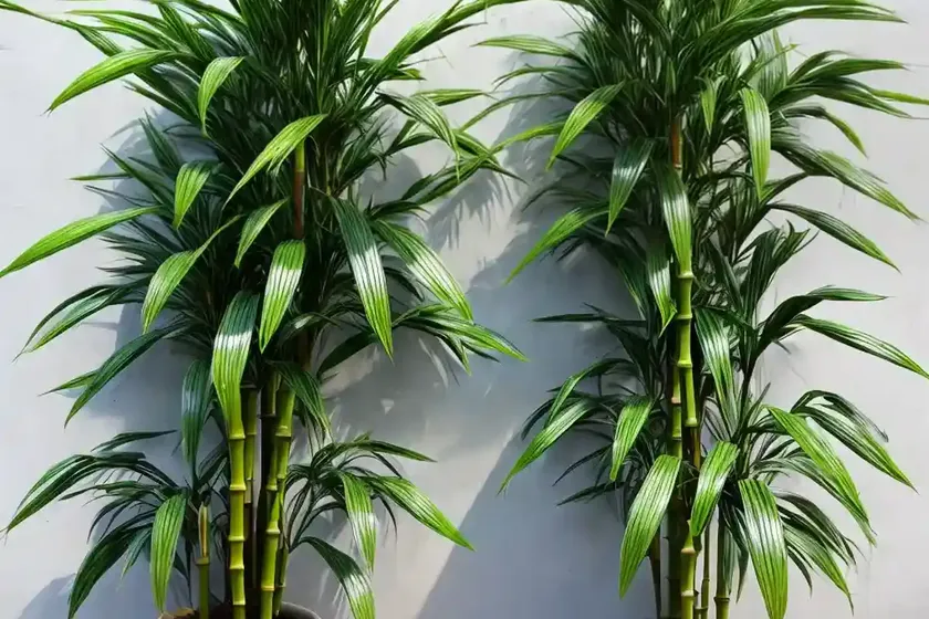 Chinese water bamboo (dracaena sanderiana) — photo 3