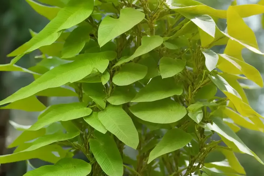 Chinese Wingnut (Pterocarya Stenoptera) — photo 2