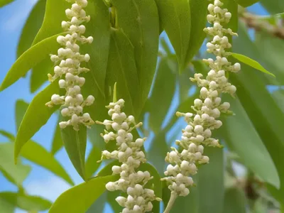 Chinese Wingnut (Pterocarya Stenoptera)