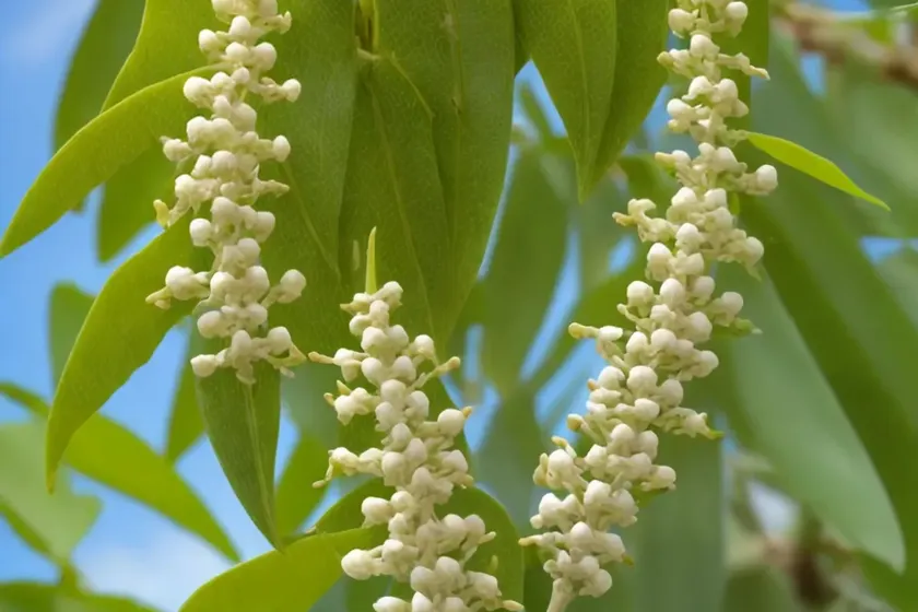 Chinese Wingnut (Pterocarya Stenoptera)