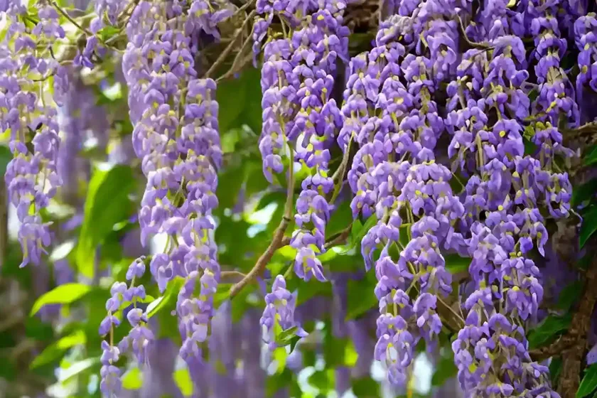Chinese Wisteria (Wisteria Sinensis) — photo 2