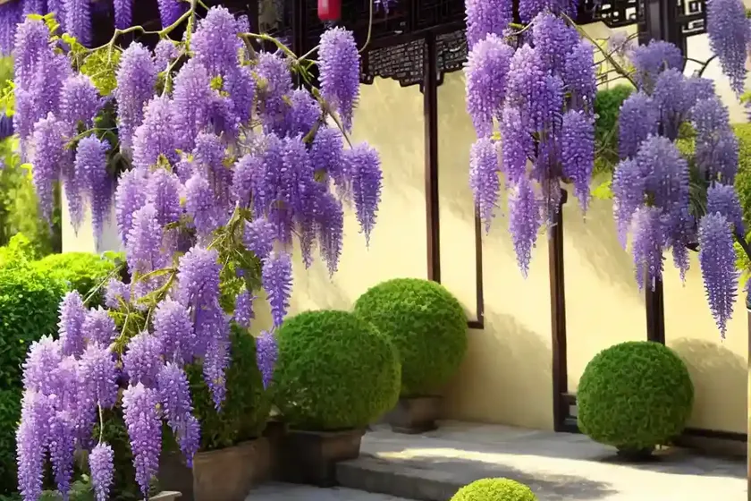 Chinese Wisteria (Wisteria Sinensis) — photo 3