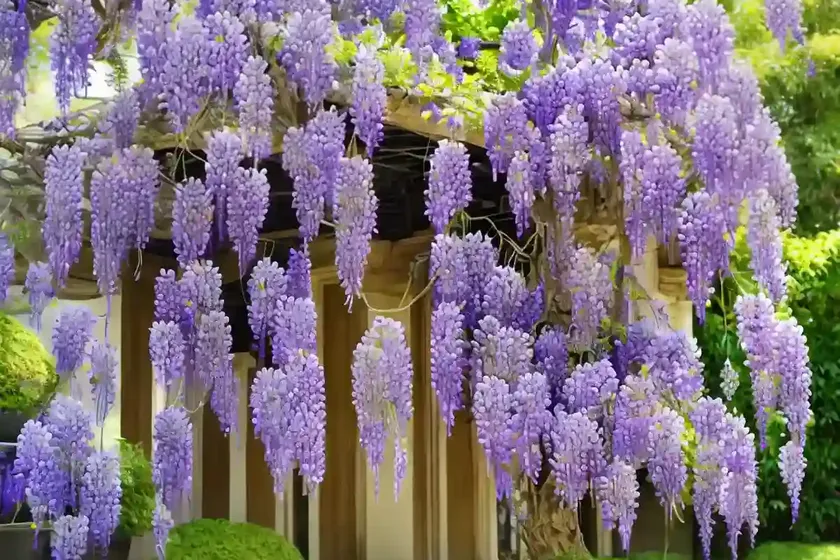 Chinese wisteria (wisteria sinensis) — photo 3