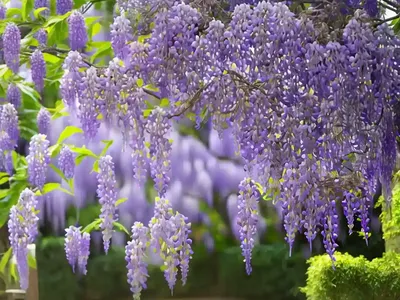 Chinese Wisteria (Wisteria Sinensis)