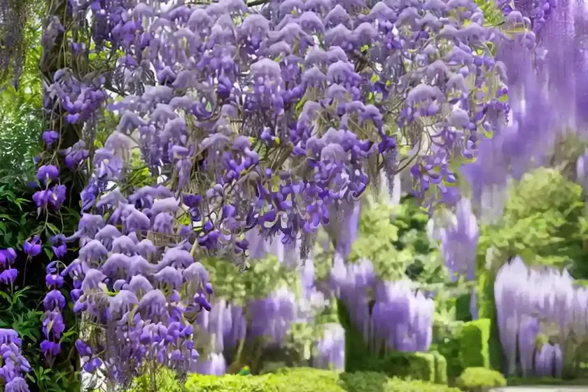 Chinese Wisteria (Wisteria Sinensis ‘Prolific’) — photo 2