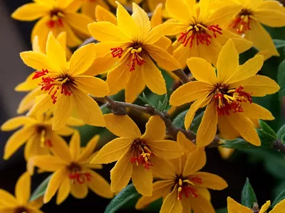 Chinese Witch Hazel (Hamamelis Mollis ‘Gold Edge’)