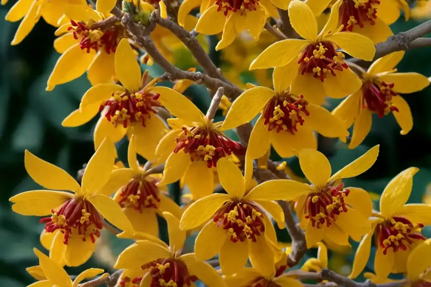 Chinese Witch Hazel (Hamamelis Mollis ‘Wisley Supreme’) — photo 2