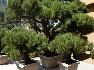 Chir Pine (Pinus Roxburghii)