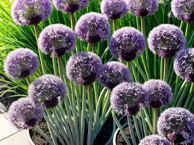Chives (Allium Schoenoprasum)