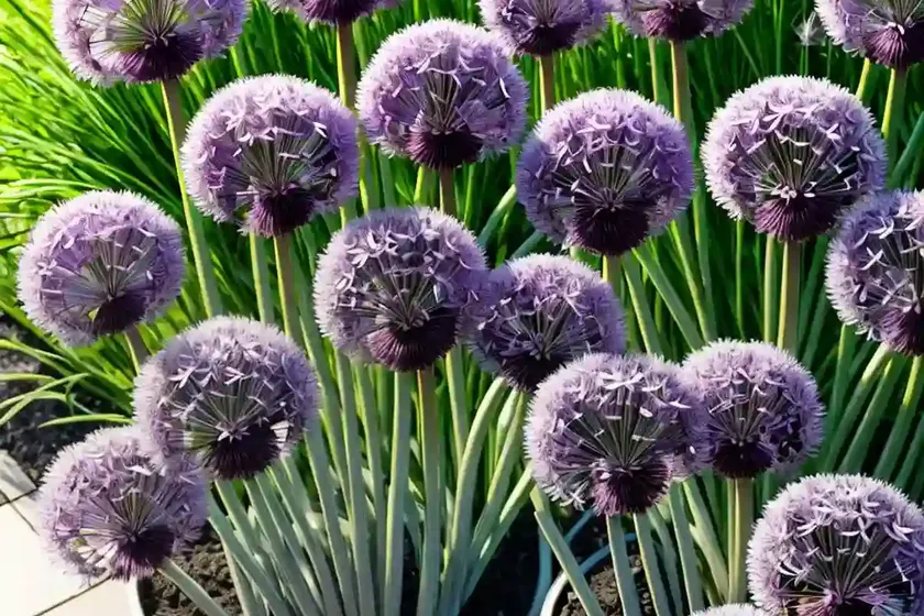Chives (allium schoenoprasum)