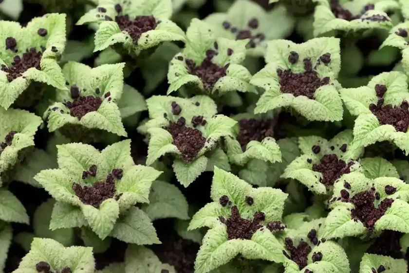 Chocolate Chip Ajuga (Ajuga Reptans ‘chocolate Chip’) — photo 2