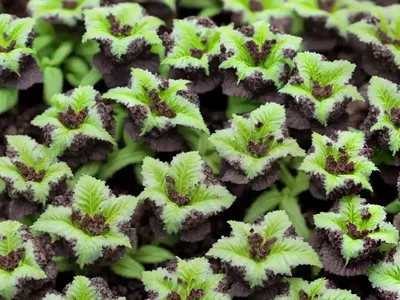Chocolate Chip Ajuga (Ajuga Reptans ‘chocolate Chip’)