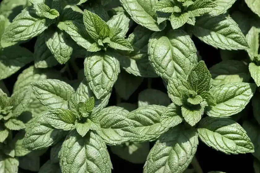 Chocolate mint (mentha x piperita f. citrata ‘chocolate’) — photo 2
